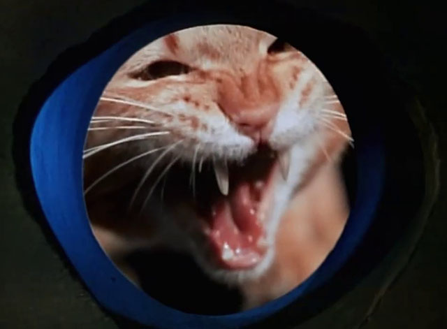 Land of the Giants - Double Cross - ginger tabby cat Scruffy yowling at center of hole