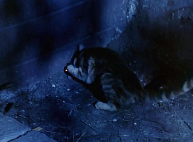 Land of the Giants - Double Cross - ginger tabby cat Scruffy pawing at hole in wall