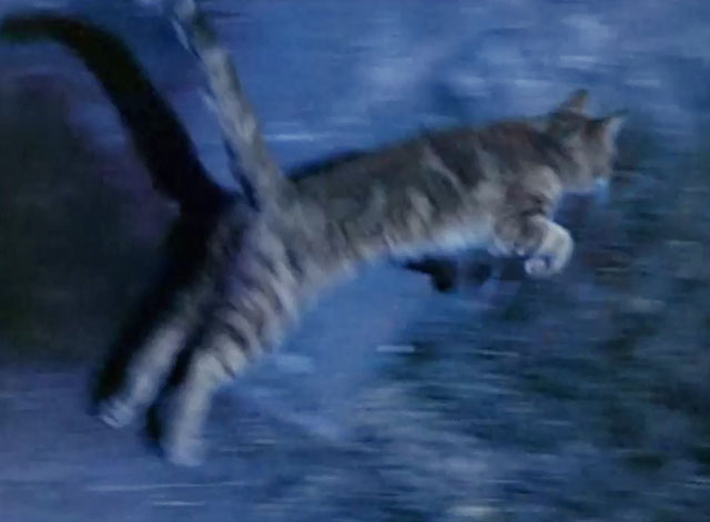 Land of the Giants - Double Cross - ginger tabby cat Scruffy running away
