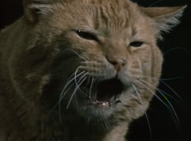 Land of the Giants - The Crash giant orange tabby cat roaring