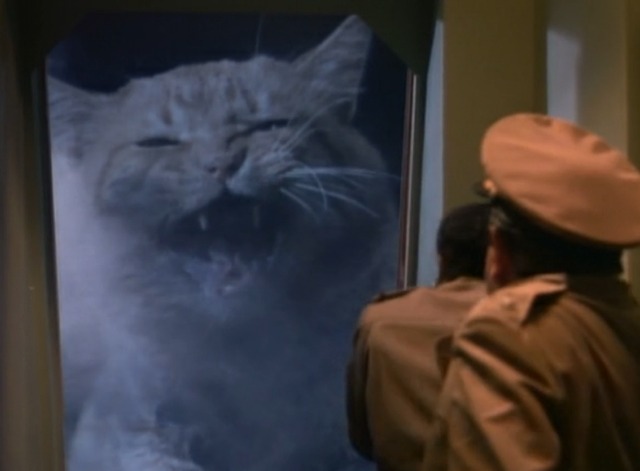 Land of the Giants - The Crash giant orange tabby cat outside door