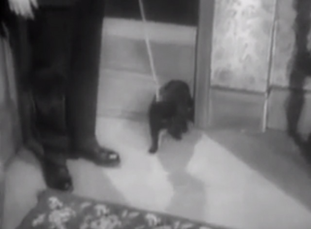 The Larkins - Cat Happy - black cat Blackie coming through doorway on lead