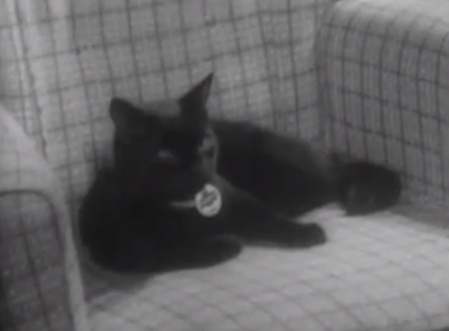 The Larkins - Cat Happy - black cat Blackie sitting on chair