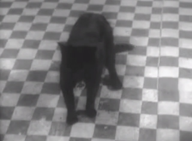 The Larkins - Cat Happy - black cat Blackie standing on kitchen floor