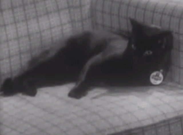 The Larkins - Cat Happy - black cat Blackie lying on chair