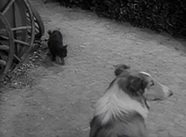 Lassie - Superstition black cat and Lassie