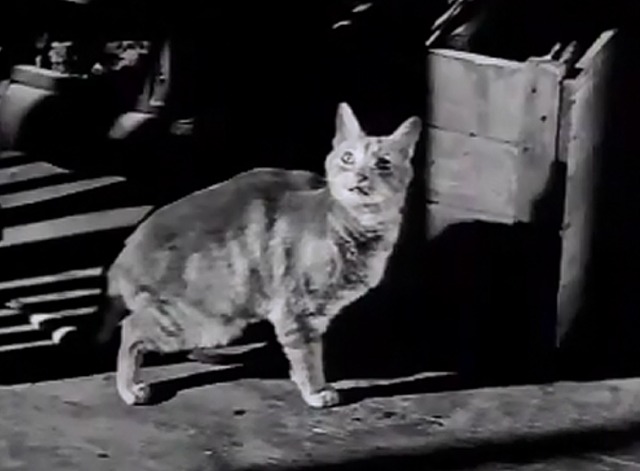 Lawman - The Deputy cat on floor