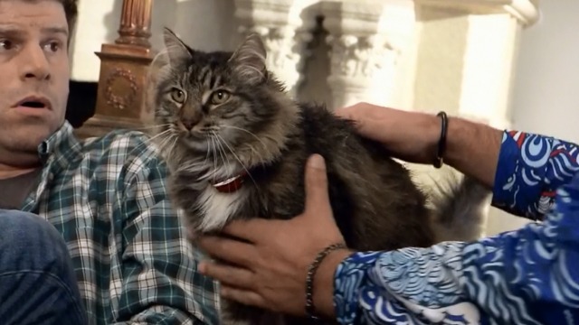 The League - The Heavenly Foul - Maine Coon cat M'Lady close up