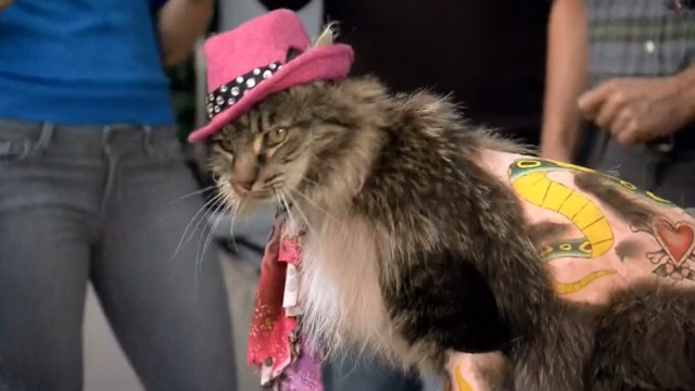 The League - The Heavenly Foul - Maine Coon cat M'Lady clothed, shaved and tattoed close