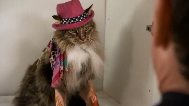 The League - The Heavenly Foul - Maine Coon cat M'Lady clothed, shaved and tattoed staring at priest