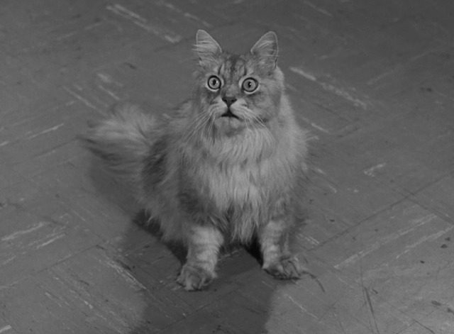 Leave it to Beaver - Beaver's Cat Problem Bootsy persian