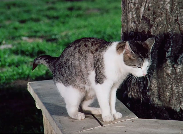 Little House on the Prairie - Circus Man - tabby and white cat on bench by tree