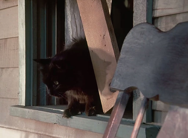 Little House on the Prairie - Haunted House - longhair black cat standing in window