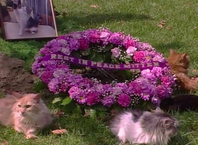 Living Single - The Handyman Can - three cats sitting by wreath at Mittens' funeral
