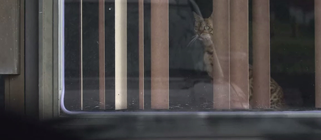 Living with Yourself - The Best You Can Be - bengal tabby cat sitting in spa window