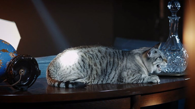 Madame Secretary - Extraordinary Hazard - tabby cat on table meowing angrily