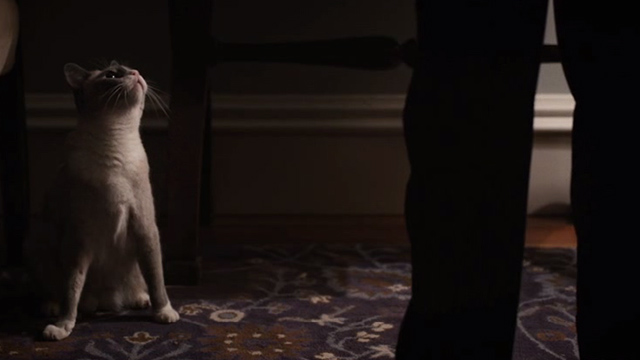 Madame Secretary - The Seventh Floor - Snowshoe cat looking up at Blake