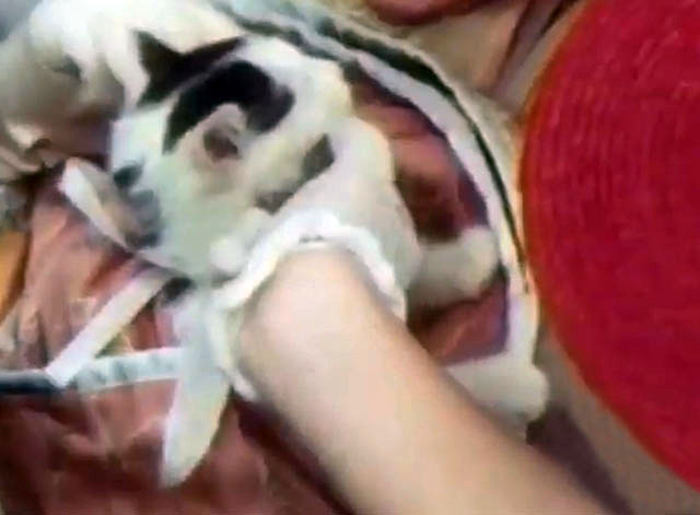 The Magical World of Disney - The Adventures of Pollyanna - white and black kitten Charles