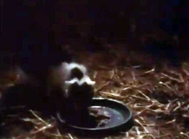 The Magical World of Disney - The Adventures of Pollyanna - white and black kitten Charles eating from dish in barn