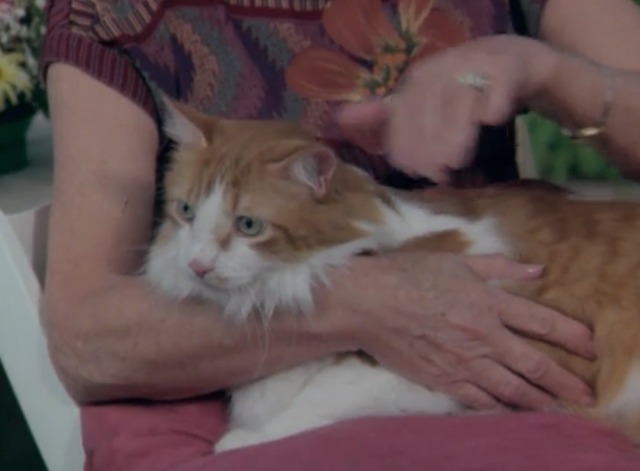 Magnum, P.I. - Photo Play cat Tibolt with Cat Admirers and Trainers Society