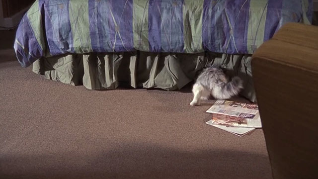 Malcolm in the Middle - Malcolm vs. Reese - longhair grey and white cat Jellybean climbing under bed