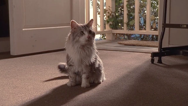 Malcolm in the Middle - Malcolm vs. Reese - longhair grey and white cat Jellybean sitting by open door