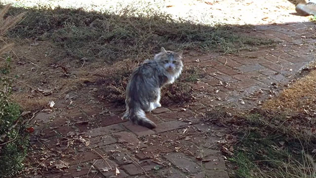 Malcolm in the Middle - Malcolm vs. Reese - longhair grey and white cat Jellybean on walk with trainer's feet in shot
