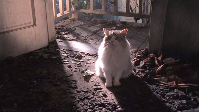 Malcolm in the Middle - Malcolm vs. Reese - longhair grey and white cat Jellybean sitting in doorway of burnt home