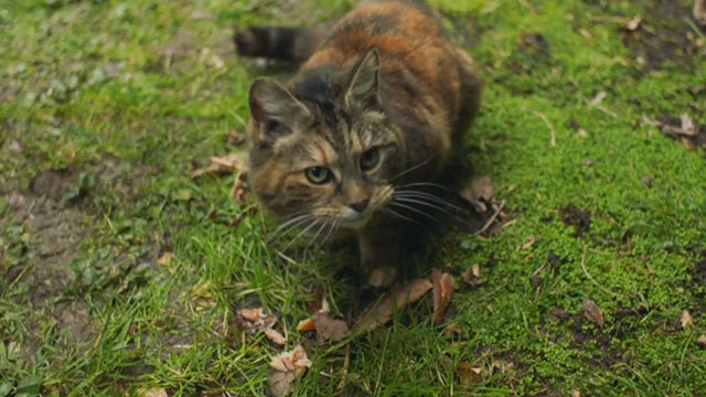 Malory Towers - The Stray - torbie cat Kenny with kipper on grass