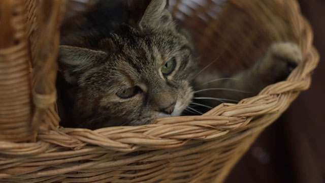 Malory Towers - The Stray - torbie cat Kenny inside basket