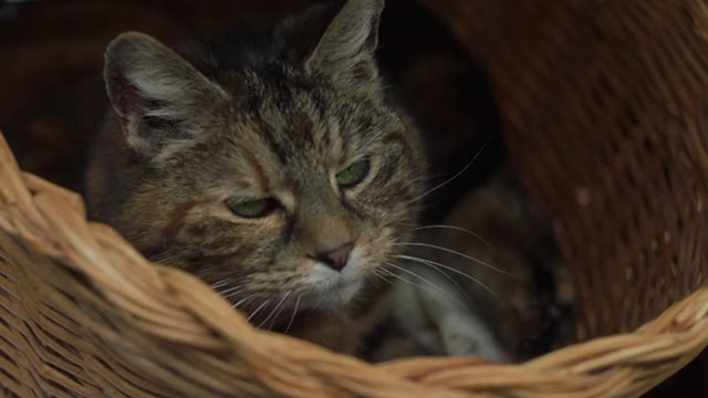 Malory Towers - The Stray - torbie cat Kenny in basket