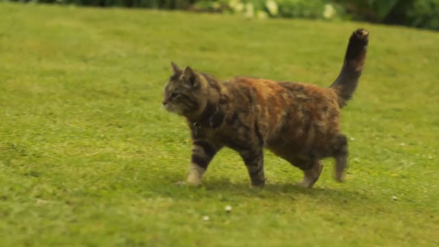 Malory Towers - The Lost Treasure - torbie cat Kenny crossing lawn