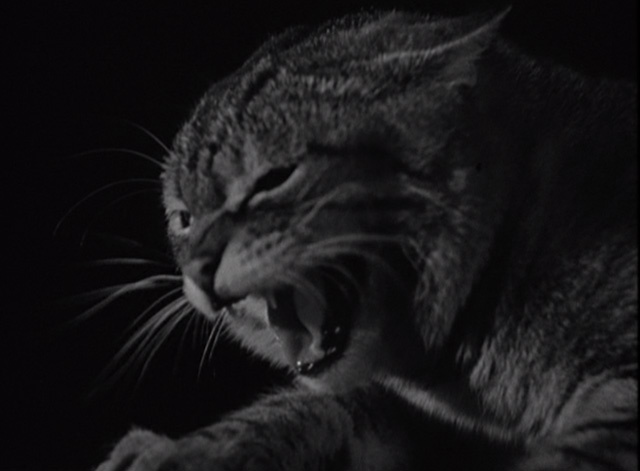 Man from U.N.C.L.E. - The Bow-Wow Affair - closeup of hissing tabby cat