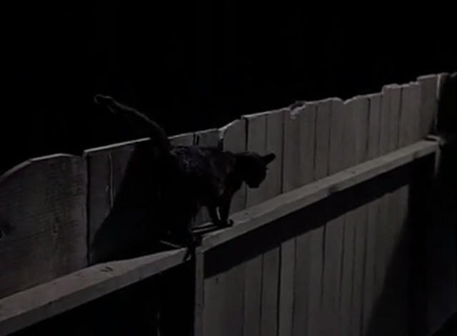 Man from U.N.C.L.E. - The Re-Collectors Affair - black cat on fence