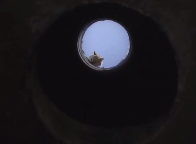 Mannix - Deadfall: Part Two - orange tabby cat looking down air shaft