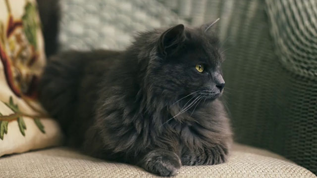 The Marlow Murder Club - Season One - gray longhair cat Jasper Thor sitting on chair