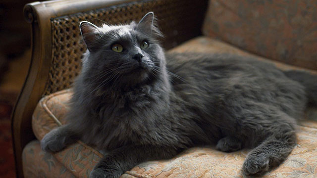 The Marlow Murder Club - Season One - gray longhair cat Jasper Thor sitting on chair