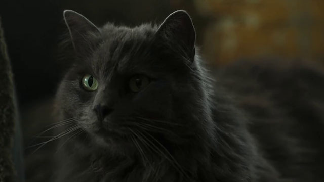 The Marlow Murder Club - Season One - close up of gray longhair cat Jasper Thor