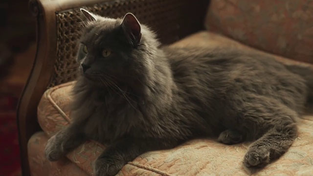 The Marlow Murder Club - Season One - gray longhair cat Jasper Thor sitting on chair