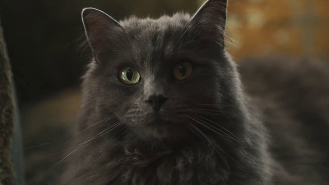 The Marlow Murder Club - Season One - gray longhair cat Jasper Thor