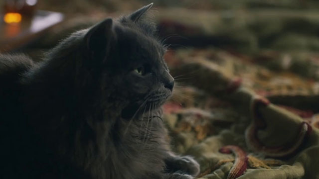 The Marlow Murder Club - Season One - gray longhair cat Jasper Thor