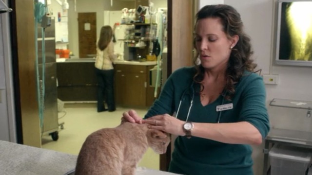 Maron - Internet Troll Boomer orange tabby cat with female vet