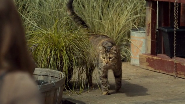 Mary Kills People - Morning Glory - tabby cat Casper