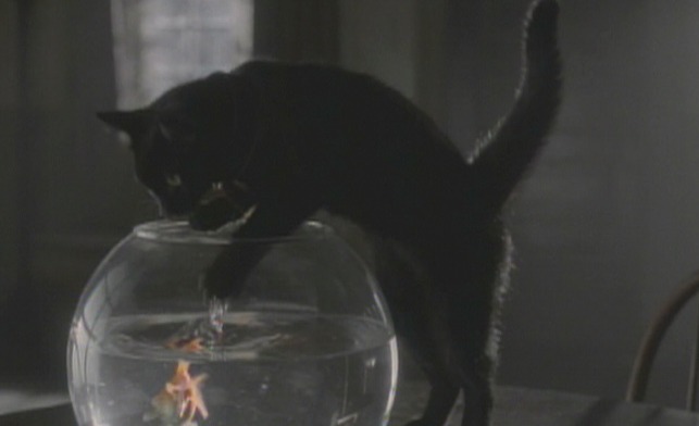 Masters of Horror - The Black Cat fish