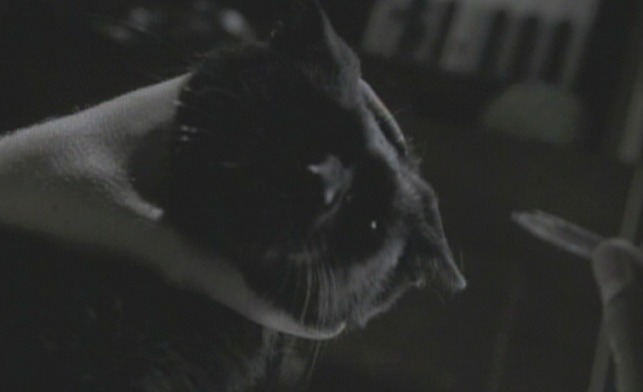 Masters of Horror - The Black Cat violence