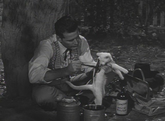 Maverick - The Cats of Paradise - Maverick paints white cat black