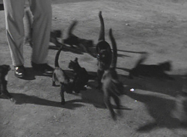 Maverick - The Cats of Paradise - black cats follow Maverick across street