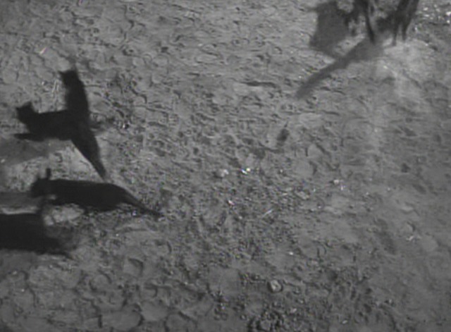 Maverick - The Cats of Paradise - black cats scatter