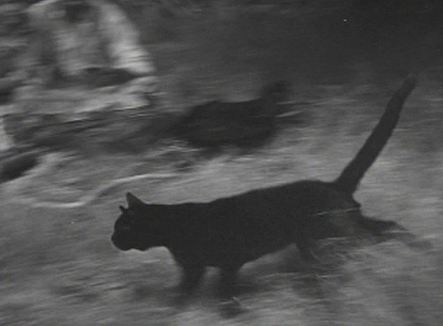 Maverick - The Cats of Paradise - black cat crosses Maverick's and Modesty's path