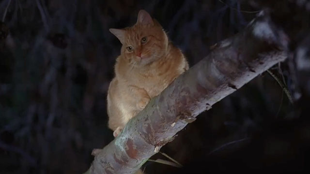 Medium - We Had a Dream - ginger tabby cat Quincy sitting on tree branch